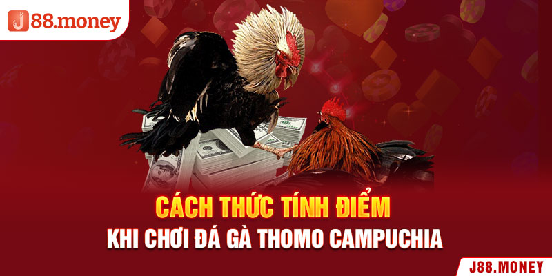 Cách thức tính điểm khi chơi đá gà Thomo Campuchia 