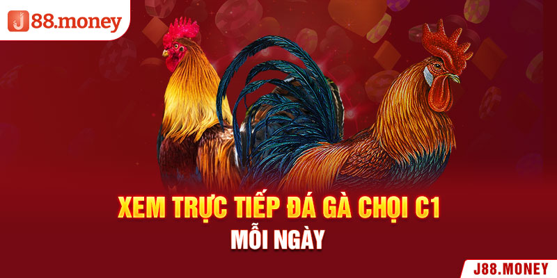 Xem trực tiếp đá gà chọi C1 mỗi ngày 